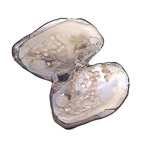 Magnitt Cultured Pearls in Oysters,Freshwater Pearl Oysters with Pearls Inside Big Oyster Pearls in Oyster Anniversary Decoration for Jewelry Making or Birthday Gifts (5-7mm) - Image 2
