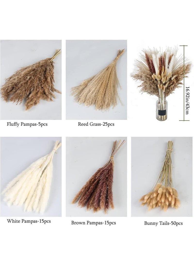 Generic 110 Pcs Dried Pampas Grass Dried Flowers Of Small Reeds Boho Natural Flowers Arrangements White Reed Bunny Tails for Home Decor Flower Living Room Balcony Wedding Party 