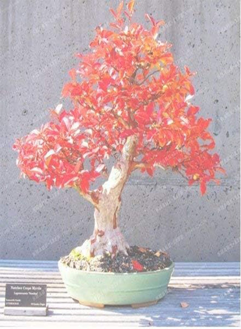 جي جوت شجرة بلوط أحمر نادرة جديدة، 10+ بذور - Quercus rubra - Image 2