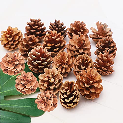 QHZHANG Christmas Bulk Package of Natural Pinecones for Home Party Decorations-25 Pack (1) - Image 1