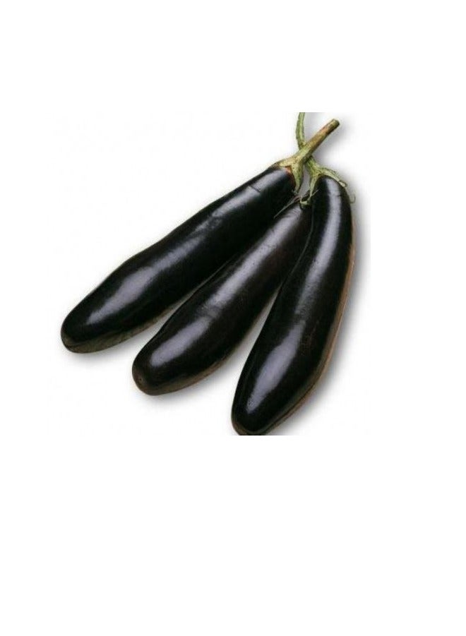أجريماكس بذور الباذنجان الأسود الطويلة عالية الجودة من Agrimaxgroup® - Image 2