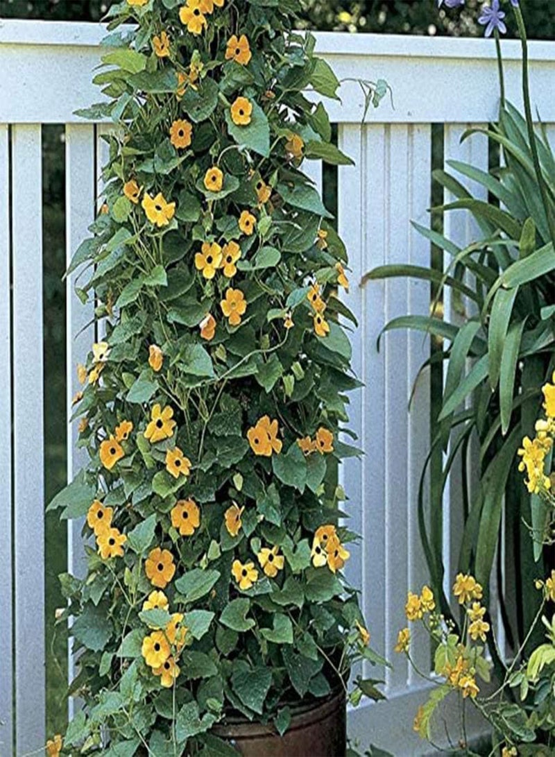 GGOOT 25 Seeds High Germination Rate Highly Ornamental Fast Growing Black-Eyed Susan Vine Seeds Garden Gate Fence Backyard Plant Decoration For Planting In Lawn Beds Garden 25PCS One Size  - Image 1
