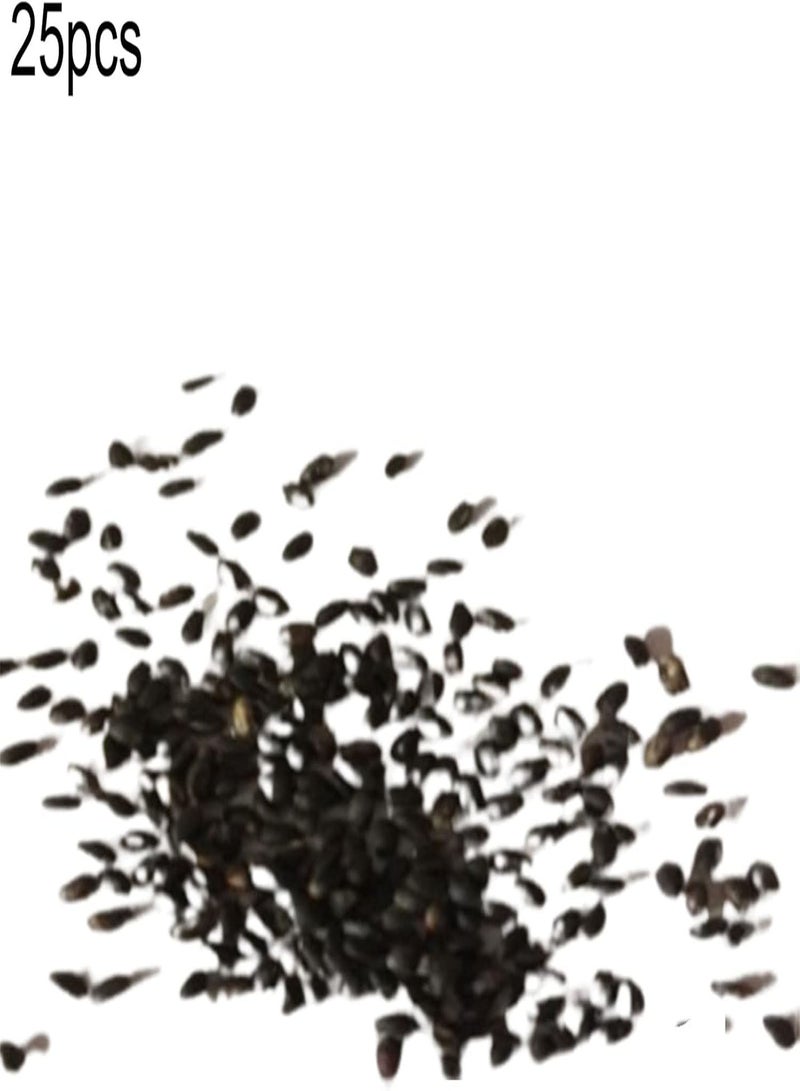 GGOOT 25 Seeds High Germination Rate Highly Ornamental Fast Growing Black-Eyed Susan Vine Seeds Garden Gate Fence Backyard Plant Decoration For Planting In Lawn Beds Garden 25PCS One Size  - Image 3