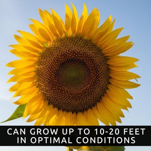 CZ Grain Skyscraper Sunflower Seeds for Planting – 100+ Heirloom Seeds – Grows 15–20 ft Tall with Giant Blooms – Non-GMO, Open-Pollinated, USA Grown - Image 3