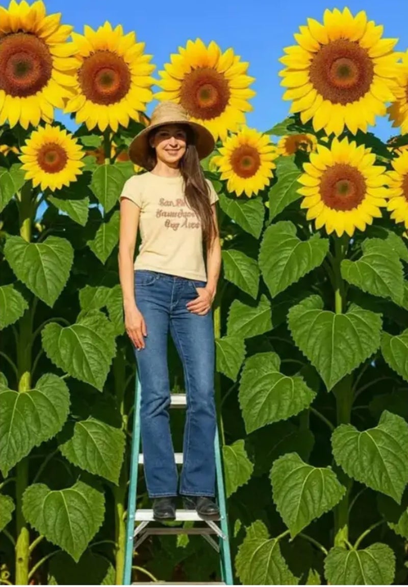 CZ Grain Skyscraper Sunflower Seeds for Planting – 100+ Heirloom Seeds – Grows 15–20 ft Tall with Giant Blooms – Non-GMO, Open-Pollinated, USA Grown - Image 1