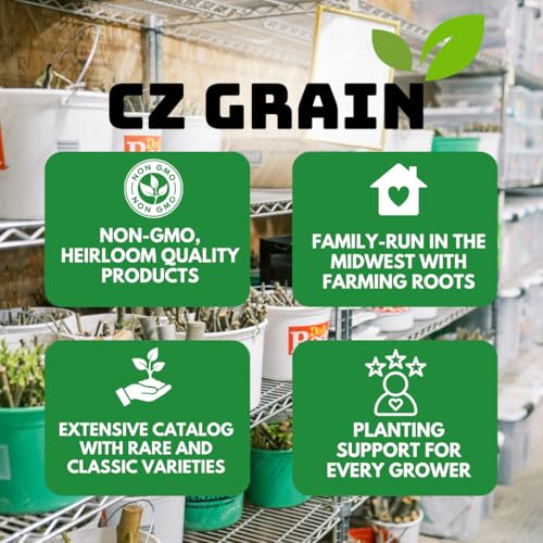 CZ Grain Skyscraper Sunflower Seeds for Planting – 100+ Heirloom Seeds – Grows 15–20 ft Tall with Giant Blooms – Non-GMO, Open-Pollinated, USA Grown - Image 5