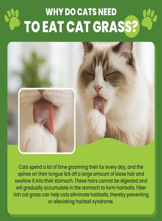 CPFK Cat Grass Sticks, 60 g Cat Grass Teething Stick and 50 g Cats Treats, Natural Dental Chews for Teeth Cleaning & Hairball Relief Teething Sticks for Indoor Cats Grain-Free - Image 5