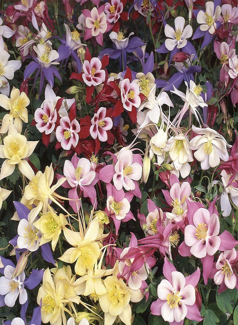 GGOOT 150pcs Variety of Mixed Attractive Aquilegia Seeds Decorative Flower Beds Borders Window Frames Hanging Baskets Columbine Become Fascinating Landscape in Your Home - Image 1