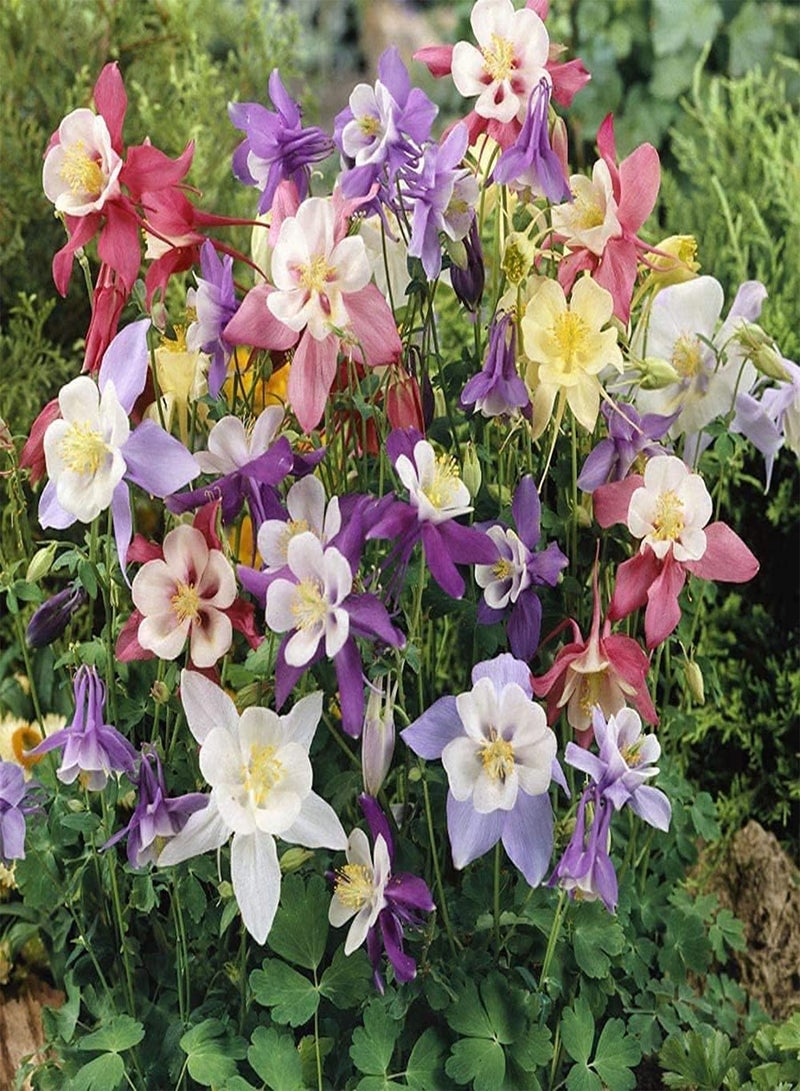 GGOOT 150pcs Variety of Mixed Attractive Aquilegia Seeds Decorative Flower Beds Borders Window Frames Hanging Baskets Columbine Become Fascinating Landscape in Your Home - Image 2
