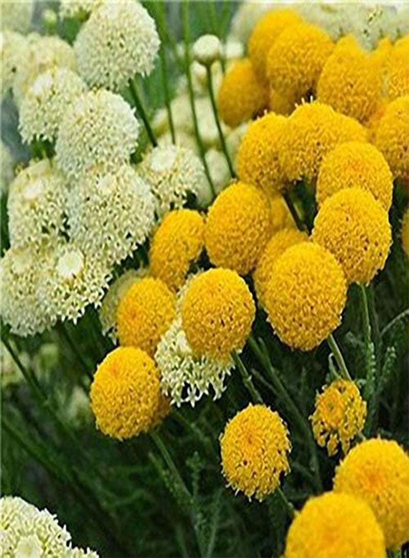 seeds Fresh 100 Pcs Allium Giganteum Flower Seeds for Planting Yellow