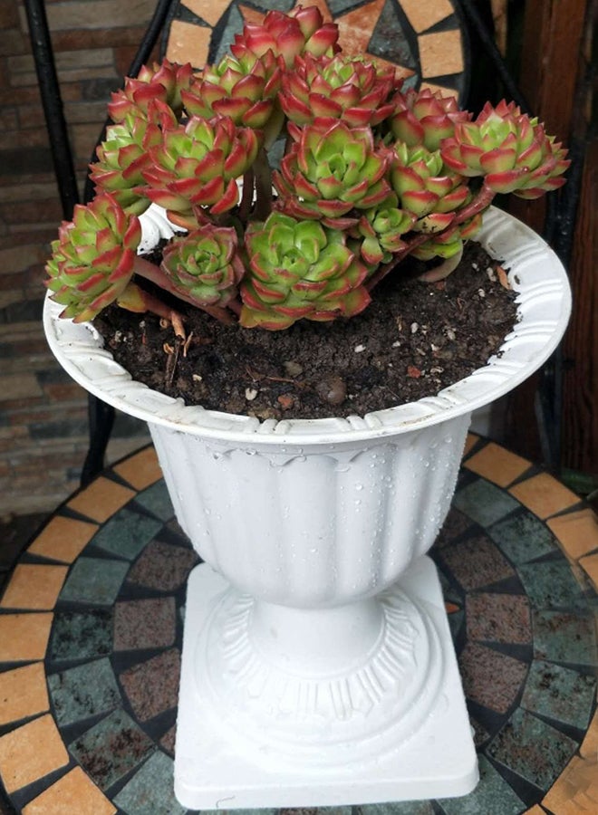 HOME TASTE Hometaste Plastic Plant Flower Seedlings Nursery Pot - Decorative Garden Pots Flower - Modern Decorative Gardening Containers (Medium) 
