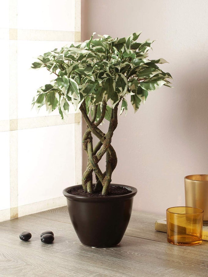 ARTIFICIAL FICUS BONSAI PLANT IN A CERAMIC VASE FOR HOME AND OFFICE DECOR 6 STEMS 252 LEAFS 41 CM TALL MIXED MATERIAL GREENWHITE