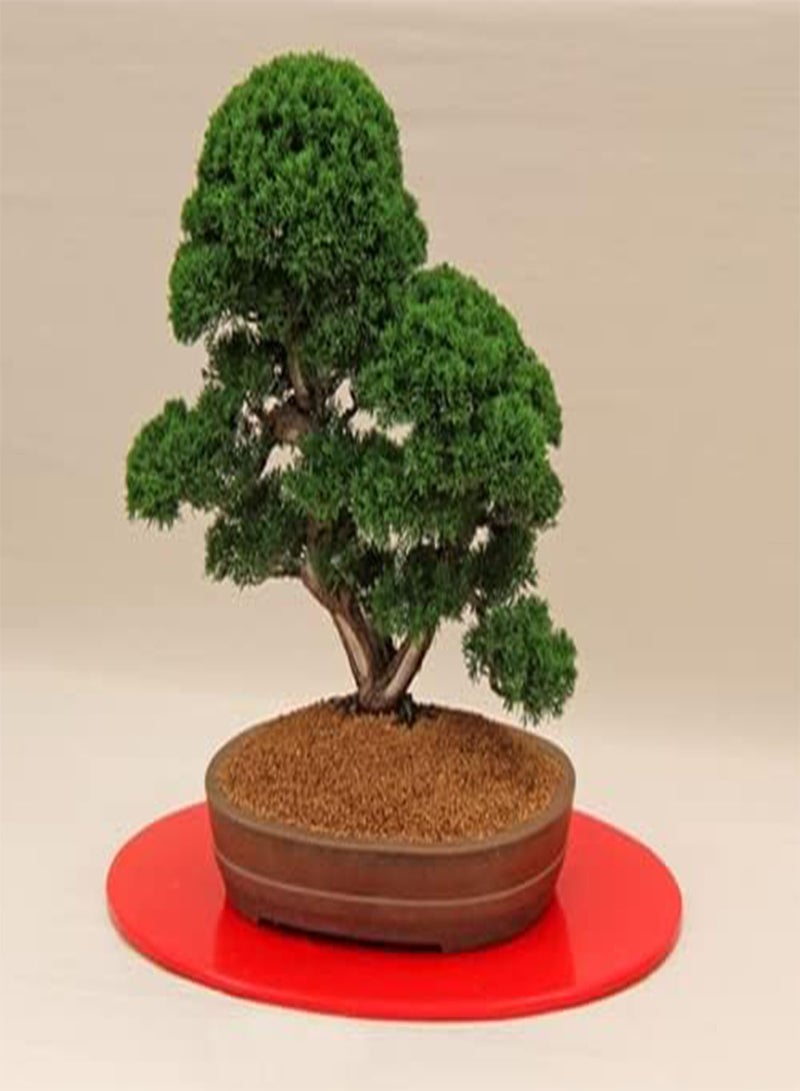 جي جوت بذور Juniperus chinensis (العرعر الصيني) 20 بذرة - Image 1