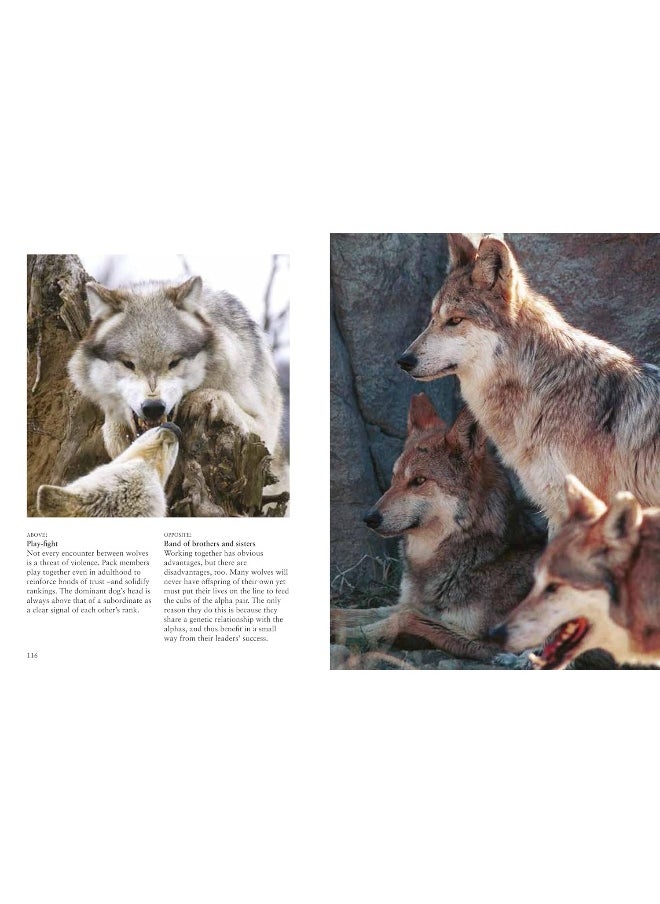 Wolves  - Image 5