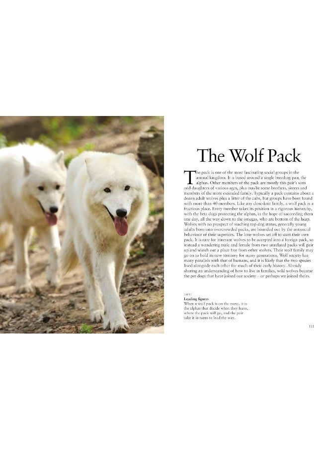 Wolves  - Image 4