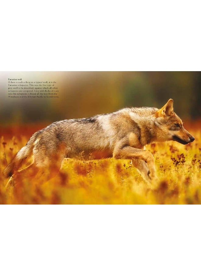 Wolves  - Image 2