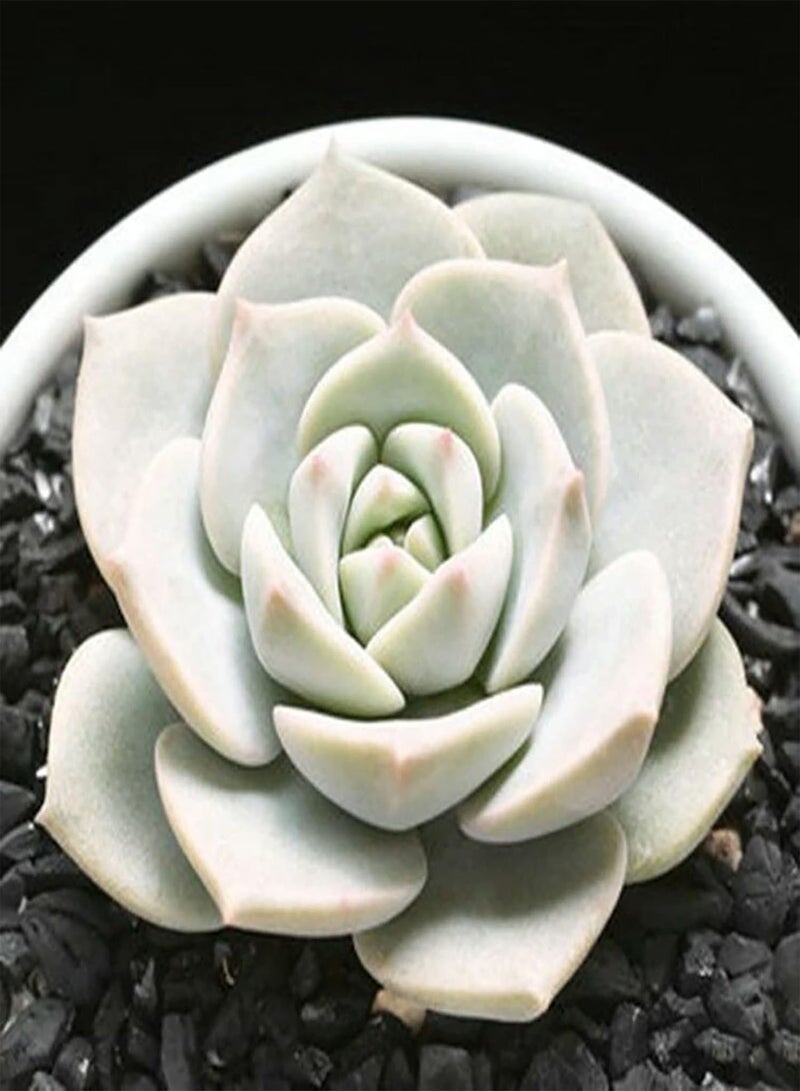 جي جوت 100 قطعة من بذور النباتات العصارية بألوان متنوعة، نباتات معمرة سهلة العناية، مناسبة للحدائق المنزلية، بذور بحجم واحد - Image 5