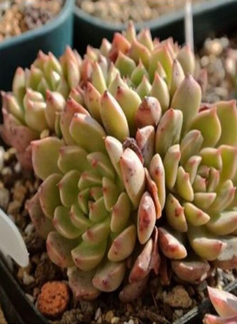 جي جوت 100 قطعة من بذور النباتات العصارية بألوان متنوعة، نباتات معمرة سهلة العناية، مناسبة للحدائق المنزلية، بذور بحجم واحد - Image 3