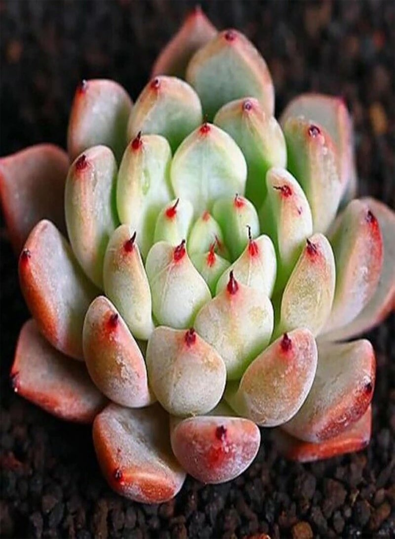 جي جوت 100 قطعة من بذور النباتات العصارية بألوان متنوعة، نباتات معمرة سهلة العناية، مناسبة للحدائق المنزلية، بذور بحجم واحد - Image 4