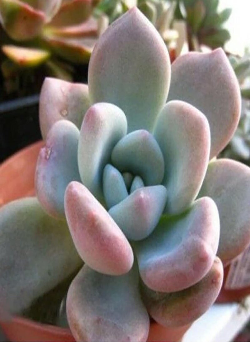 جي جوت 100 قطعة من بذور النباتات العصارية بألوان متنوعة، نباتات معمرة سهلة العناية، مناسبة للحدائق المنزلية، بذور بحجم واحد - Image 1