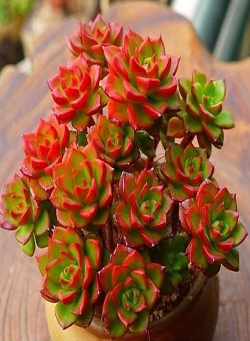 جي جوت 100 قطعة من بذور النباتات العصارية بألوان متنوعة، نباتات معمرة سهلة العناية، مناسبة للحدائق المنزلية، بذور بحجم واحد - Image 2