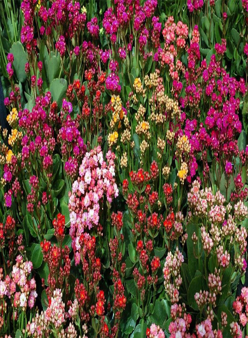 جي جوت أصناف مختلطة من نبات السيدوم، 40 بذرة - زاحفة، أزهار باللون الوردي والأحمر والأصفر والأبيض، - Image 2