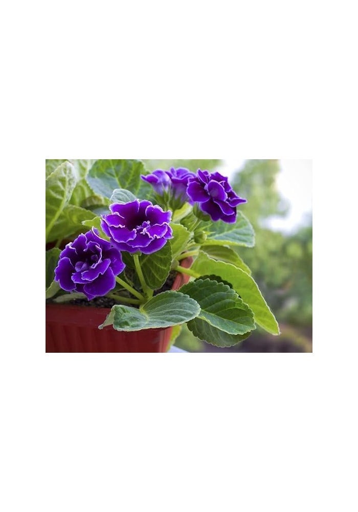 Desert Energy Power Grow Balanced Liquid Spray Fertilizer 750ml for Indoor and Outdoor Plants - Image 3