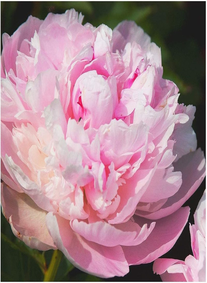 GGOOT James Mann Double Pink Peony Bare Root 3-5 Eyes