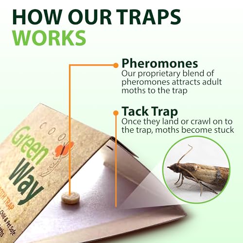 Insects Limited فخاخ عثة الطعام من غرينواي، تلتقط العث الذكر والأنثى، جاذب الفيرومون، بديل كرات النفثالين، غير سامة، آمنة للأطفال والحيوانات الأليفة، عبوة واحدة (تشمل 2 فخ و2 طُعم) - Image 4