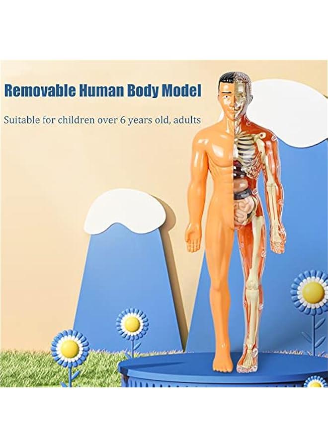 Kids Anatomy Toys Interactive Human Body Model, 11.22 Inch DIY Assembled Human Torso Organ Model for Kids Children Learning Science Anatomy, Ages 6+ (Translucent) - Image 5