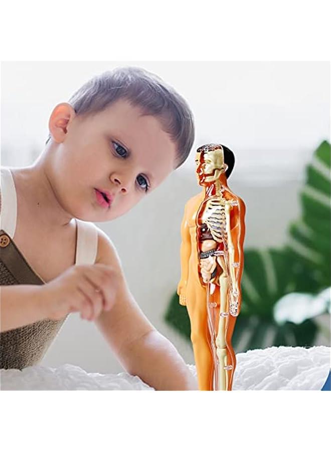 Kids Anatomy Toys Interactive Human Body Model, 11.22 Inch DIY Assembled Human Torso Organ Model for Kids Children Learning Science Anatomy, Ages 6+ (Translucent) - Image 4