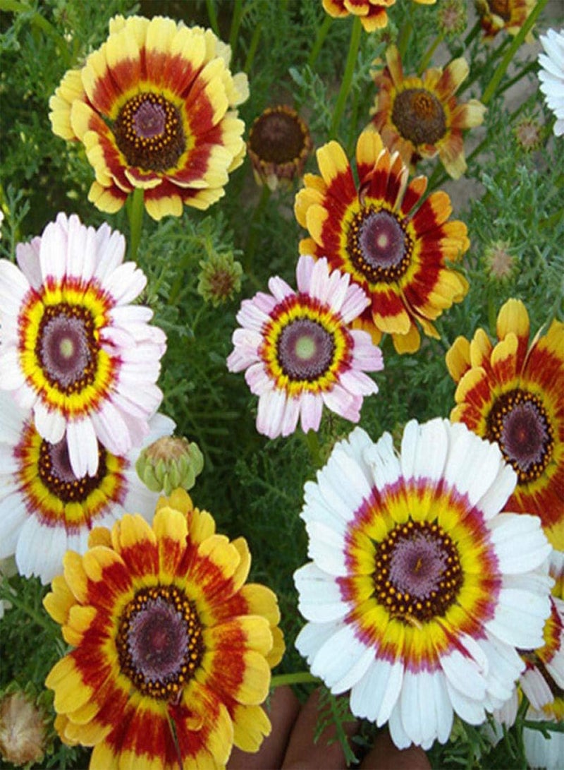 GGOOT Balcony Flower Seeds,Mixed color wreath chrysanthemum seeds rainbow chrysanthemum potted ornamental-200pcs,Exotic Flower Seeds - Image 1