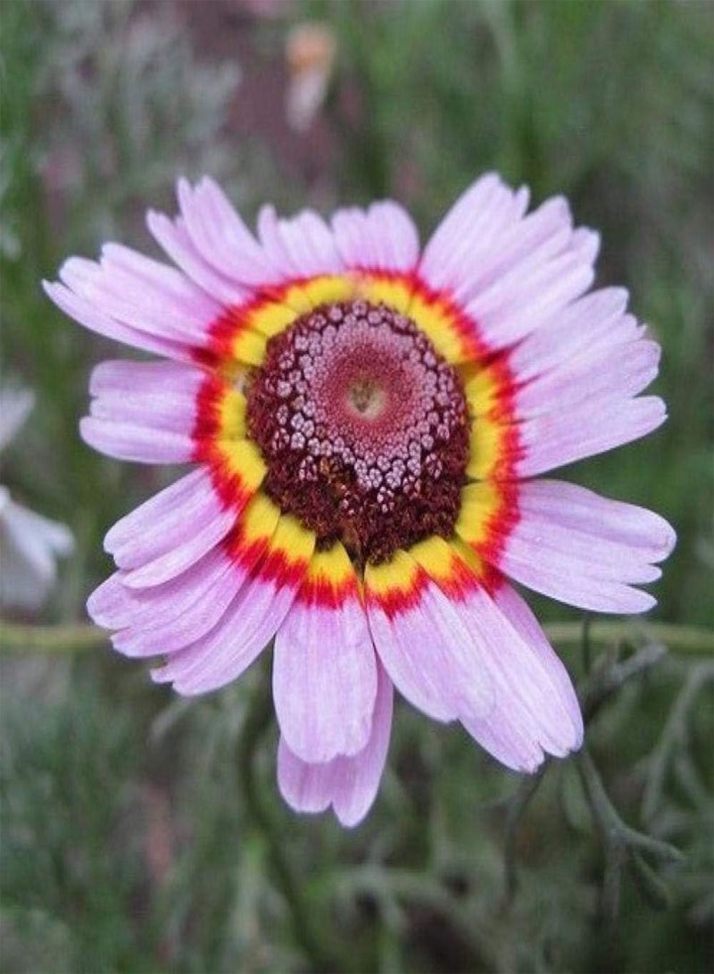 GGOOT Balcony Flower Seeds,Mixed color wreath chrysanthemum seeds rainbow chrysanthemum potted ornamental-200pcs,Exotic Flower Seeds - Image 4