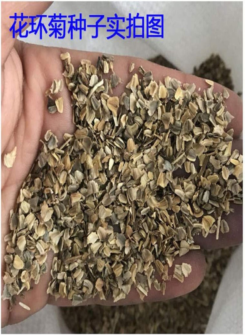 GGOOT Balcony Flower Seeds,Mixed color wreath chrysanthemum seeds rainbow chrysanthemum potted ornamental-200pcs,Exotic Flower Seeds - Image 5