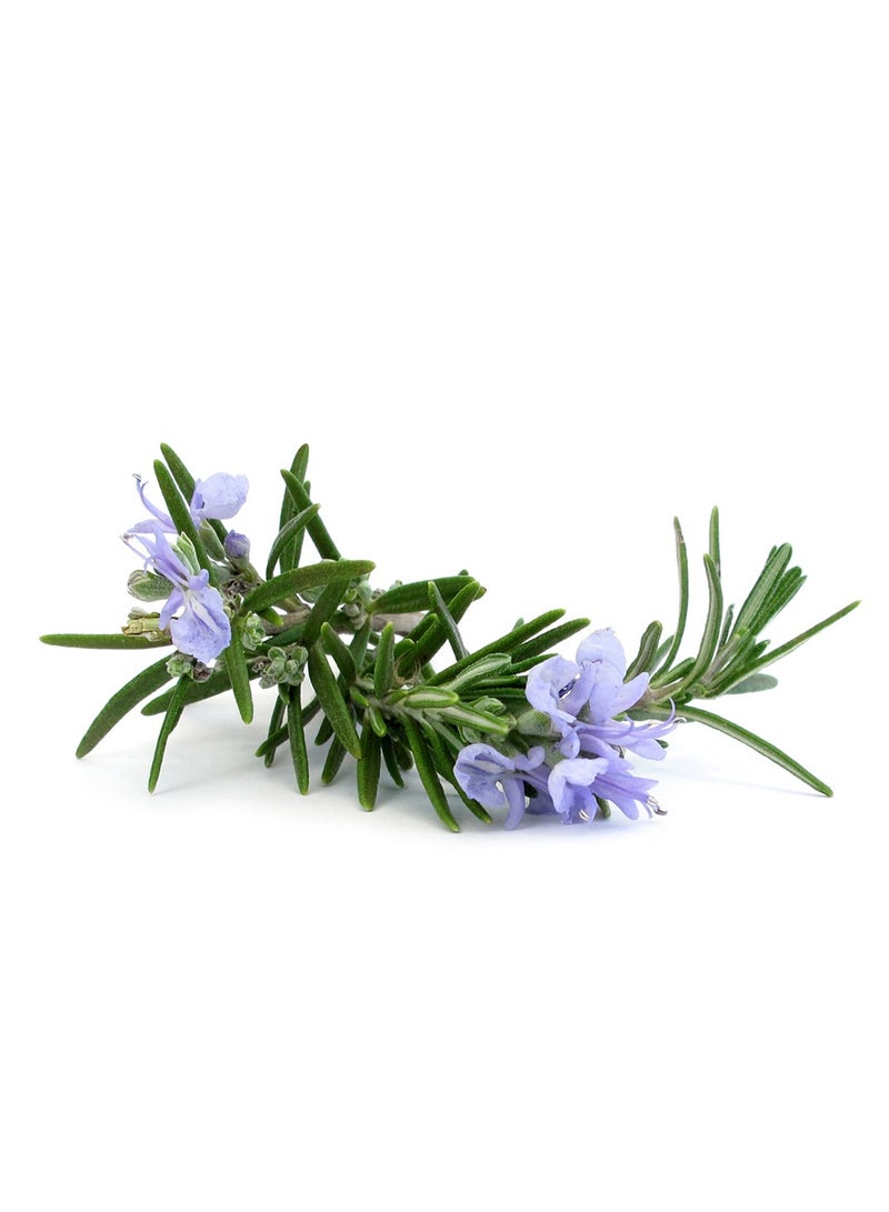 BENAMÕR Alecrim Lip Balm – Nourishing Lip Care with Shea Butter, Argan, Coconut & Almond Oils | Softening, Hydrating Balm with Rosemary Scent – 12ml - Image 3