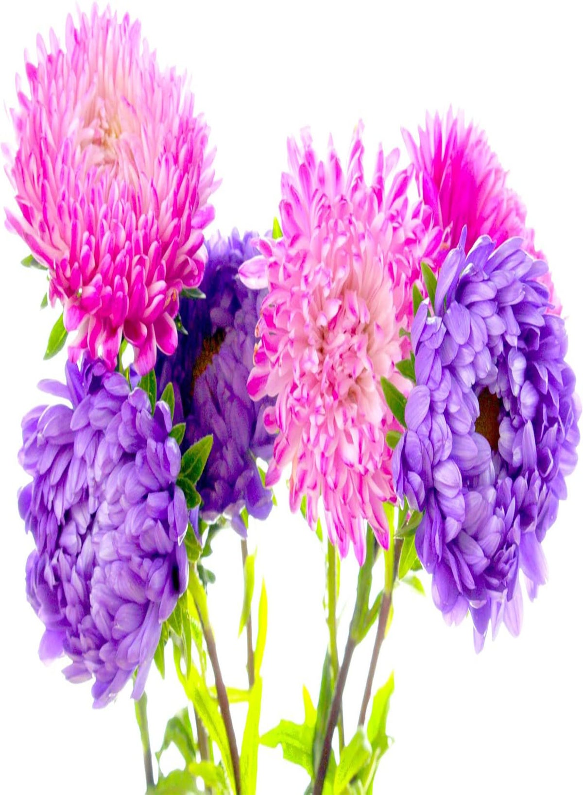 GGOOT Aster Tall Peony 100 Seeds, Mixed Colours, Huge Blooms | Best ...
