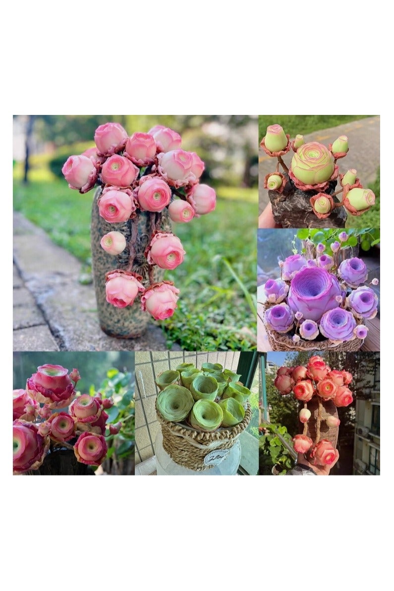 500pcs Mix Rose Succulent Seeds for Planting, DIY Bonsai Ornamental Plant Hardy Perennial - Image 1