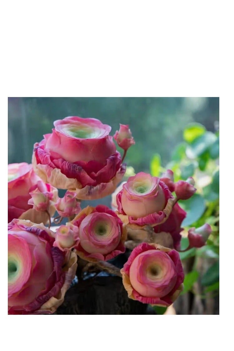 500pcs Mix Rose Succulent Seeds for Planting, DIY Bonsai Ornamental Plant Hardy Perennial - Image 3