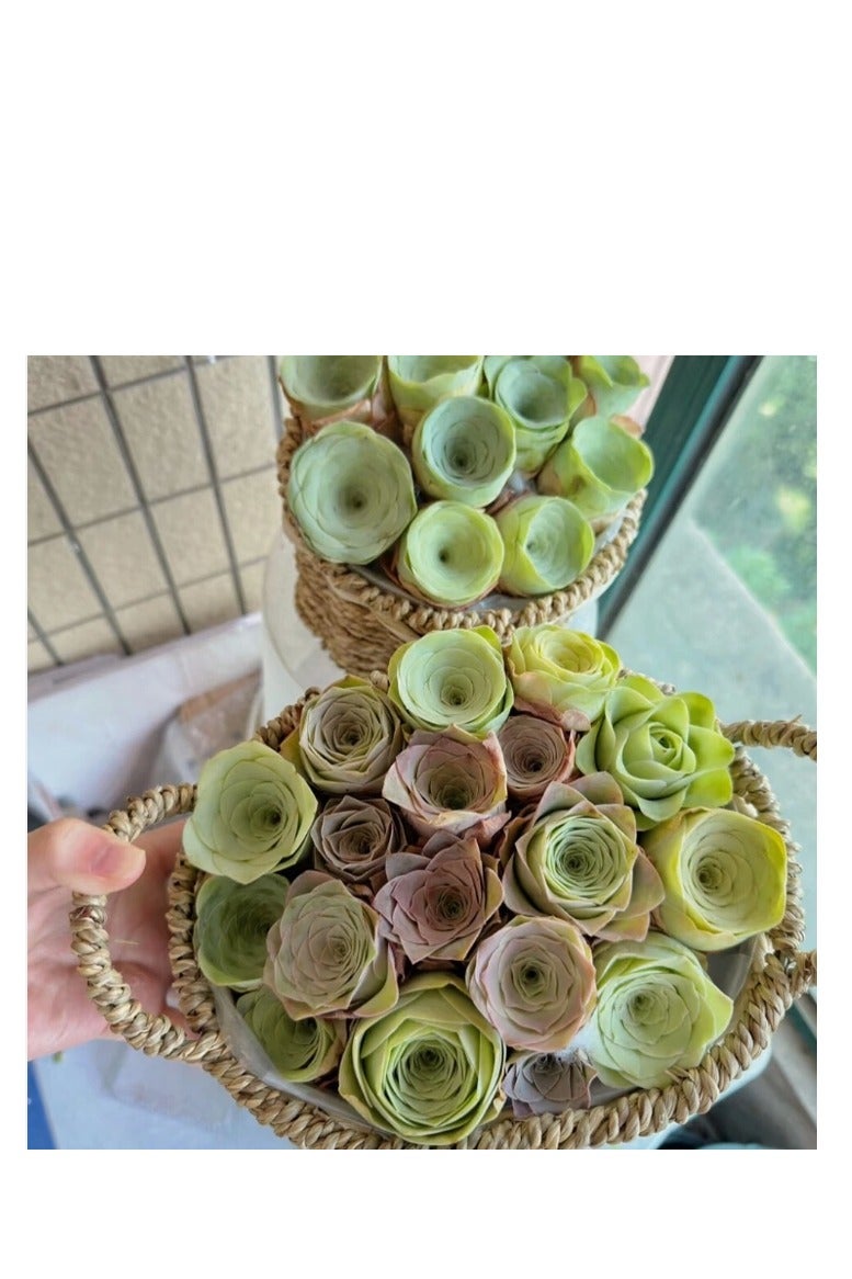 500pcs Mix Rose Succulent Seeds for Planting, DIY Bonsai Ornamental Plant Hardy Perennial - Image 5