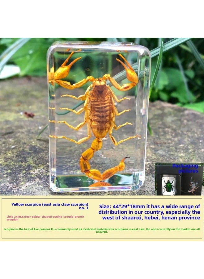 Insect Specimen Real Mono Fairy Amber Scarab Book Town Home Desk Decoration Mantis Spider Scorpion Factory-Color:Yellow Scorpion 3  - Image 1
