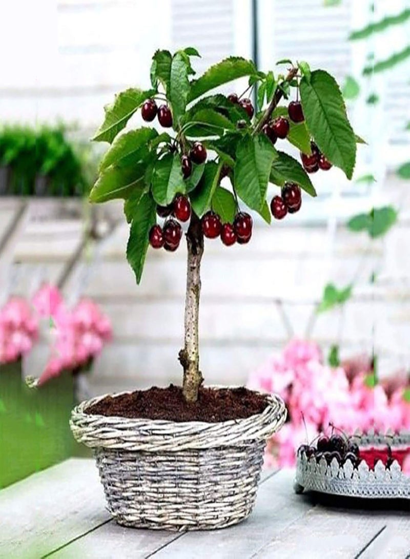 جي جوت كيس واحد من بذور الكرز للزراعة، بذور صغيرة طازجة بنية فاتحة صغيرة للحديقة سهلة الزراعة، البستنة، ديكور المنزل - بذور الكرز - Image 3