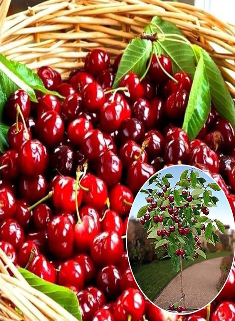 جي جوت كيس واحد من بذور الكرز للزراعة، بذور صغيرة طازجة بنية فاتحة صغيرة للحديقة سهلة الزراعة، البستنة، ديكور المنزل - بذور الكرز - Image 2