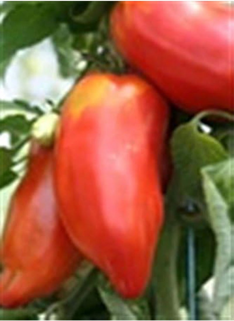 GGOOT Cornu DES Andes  Heritage Heirloom Tomate Long Bright RED Paste Cooking Tomato 20 Organic Seeds Certified  Organic Grower 