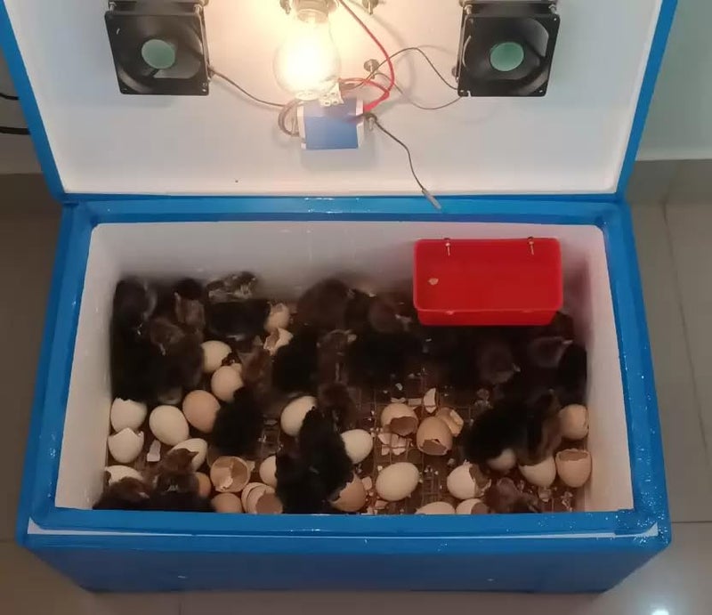 TMW حاضنة بيض نصف أوتوماتيكية لـ 80 دجاجة و 160 طائر السمان و 30 بطة - Image 1