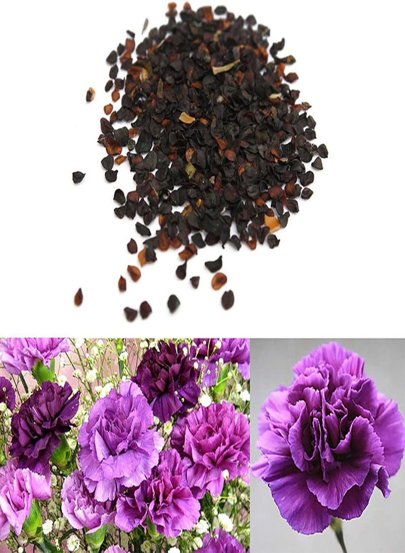 جي جوت بذور نباتات زهور الحديقة الخضراء 100 قطعة بذور زهرة القرنفل الأرجوانية ديانثوس كاريوفيلوس ديكور حديقة المنزل - Image 2