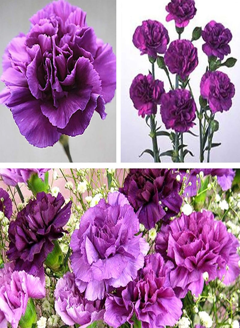 جي جوت بذور نباتات زهور الحديقة الخضراء 100 قطعة بذور زهرة القرنفل الأرجوانية ديانثوس كاريوفيلوس ديكور حديقة المنزل - Image 5
