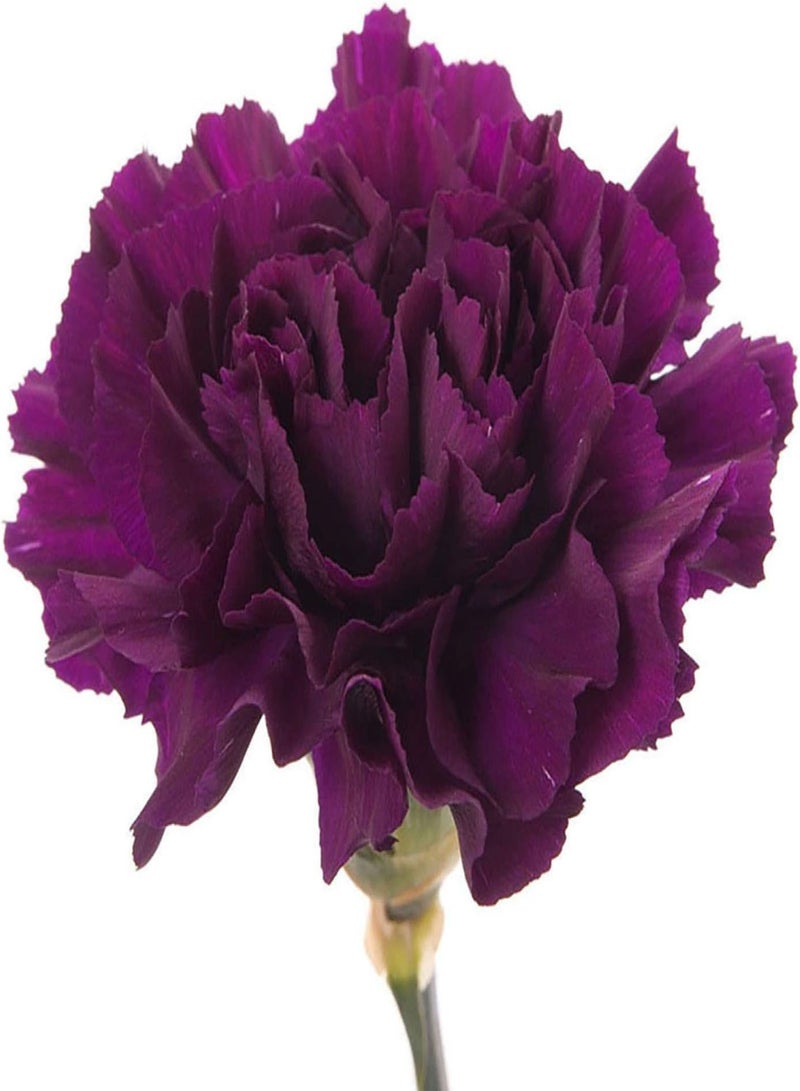 جي جوت بذور نباتات زهور الحديقة الخضراء 100 قطعة بذور زهرة القرنفل الأرجوانية ديانثوس كاريوفيلوس ديكور حديقة المنزل - Image 4