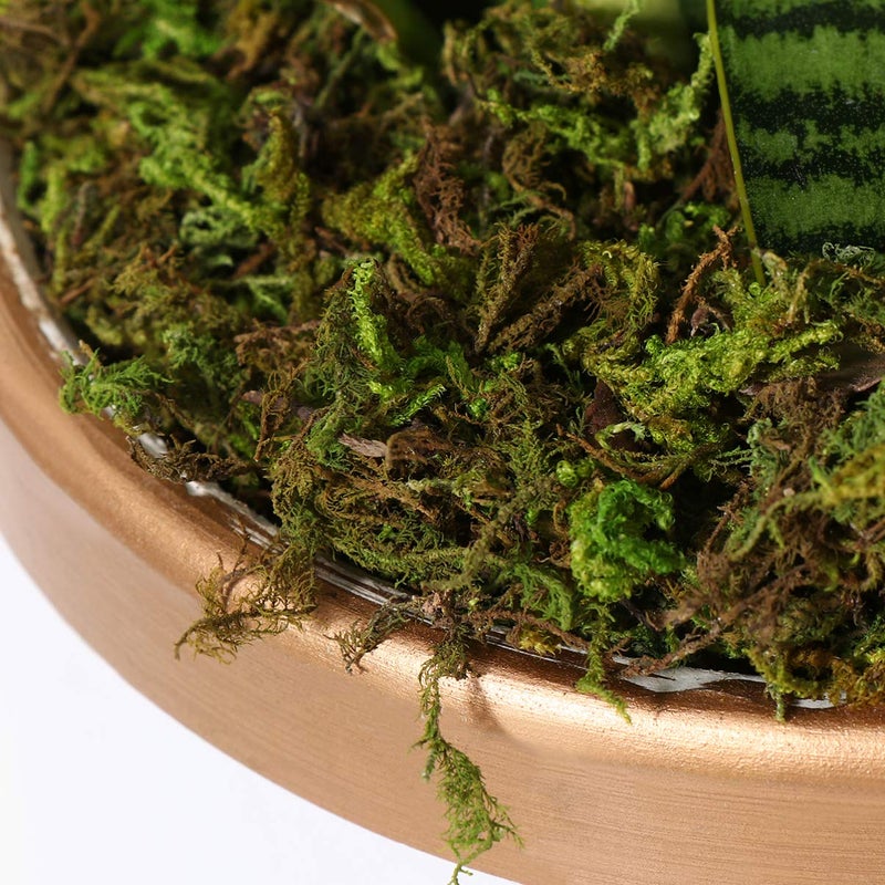 VOSAREA 1 Pack Artificial Moss Fake Lichen Simulation Green Faux Pot Moss for DIY Miniature House (About 60g) - Image 4