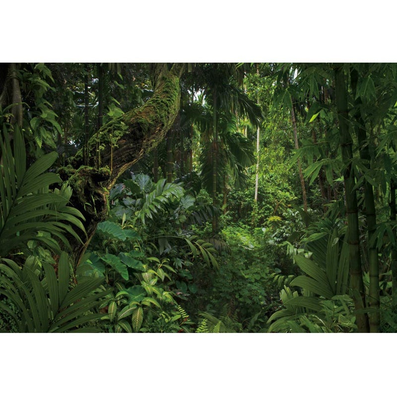 DORCEV 5x3ft Jungle Forest Photography Backdrop for Outdoorsy Camping Theme Party Background Spring Mysterious Rainforest Jungle Forest Tree Natural Scenery Kids Adult Wedding Photo Studio Props - Image 1