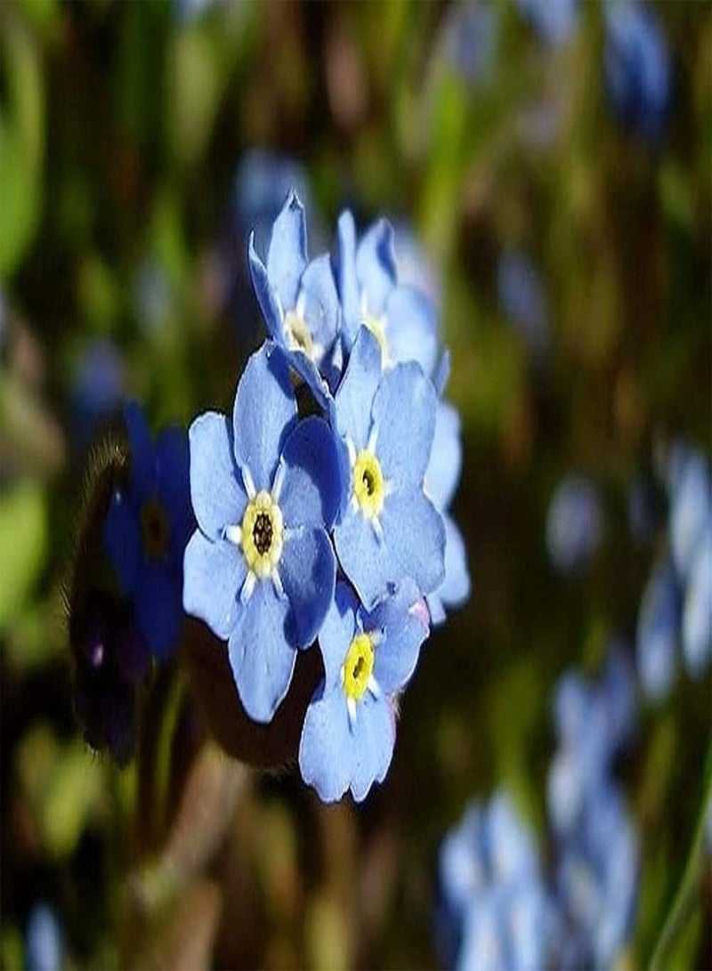 جي جوت 50 قطعة من بذور "لا تنساني" طبيعية وسخية للغاية وأنيقة للغاية وديكور فريد وبيئة جميلة تجذب الفراشات والنحل على نطاق واسع في البستنة وزراعة الفناء - Image 3